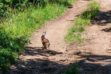 Li&egrave;vre se promenant sur un petit chemin de montagne &agrave; l'ombre des arbres