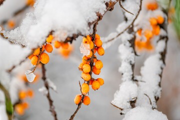 Ripe orange sea buckthorn berries covered with snow and ice against the blurred background of twigs and leaves.