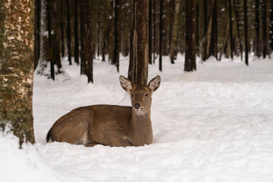 Deer In Snow In Winter Forest