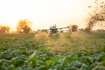 Agriculture drone fly to sprayed fertilizer on the tobacco fields, Drone of agricultural technology...