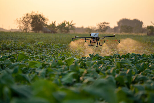 Agricultural drones are on the way to spray fertilizer in tobacco fields.