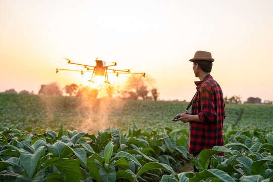 Agriculture drone fly, Farmers fly drones to spray hormonal fertilizers in tobacco fields