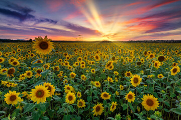 Beautiful sunset over sunflowers field © Piotr Krzeslak