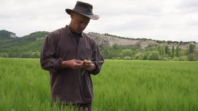 A worried middle-aged farmer checks grains in a wheat field for fungal diseases and pests. Wheat agriculture, Crop loss