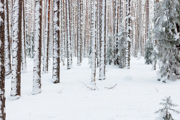 Fototapeta premium Winter forest. The trees are covered with white snow and frost.