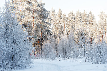 Winter Road. A path in the snow in the winter forest on a sunny day.