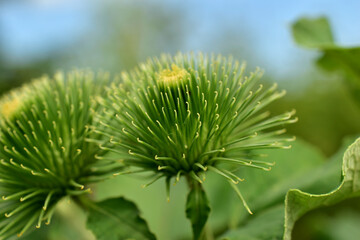 Thorns of the fruit of the burdock plant close-up.