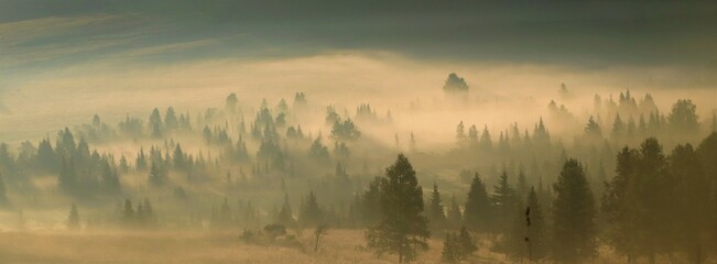 Soft focus.Forest in the early morning fog, soft focus,larch and spruce trees in the fog of golden, delicate, beautiful color, in the foreground clearing and grass.