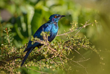 Greater Blue-eared Glossy-starling - Lamprotornis chalybaeus, beautiful blue perching bird from African woodlands, bushes and gardens, Taita hills, Kenya.
