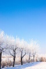 apple orchard, winter, frost, blue sky, field, snow