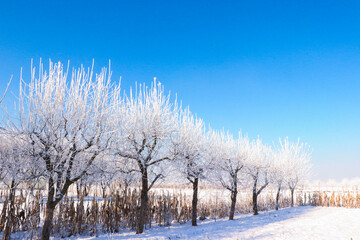 snow covered trees