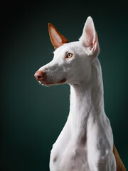 dog on in the studio. portrait spanish greyhound, podenko ibitsenko