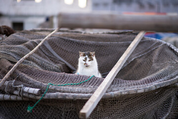 wild cat with fishing net in background - obrazy, fototapety, plakaty