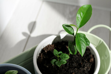 white pot with sprouts of lemon houseplant in the sun on a wooden background. High quality photo