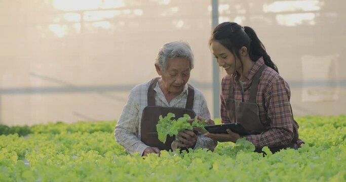 Young asian woman and her grandmother working together at organic farm. They talked about farming and selling.