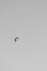 Pájaros sobrevolando el cielo