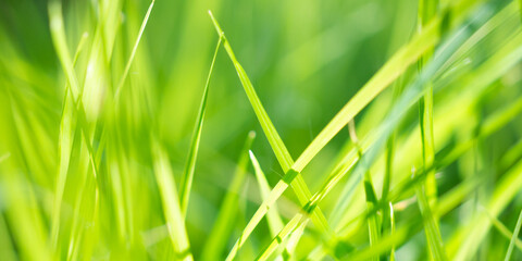 green grass leaf in garden with bokeh background