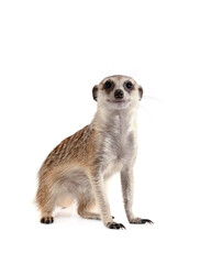 Cute meerkat isolated on a white background