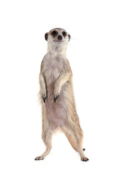 Cute meerkat stands on its hind legs