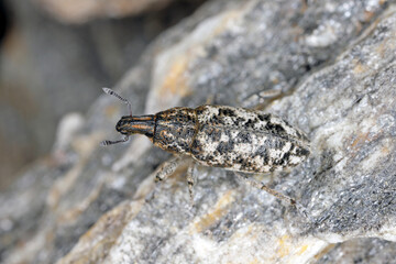 Cyphocleonus dealbatus is a species of true weevil of the family Curculionidae. © Tomasz
