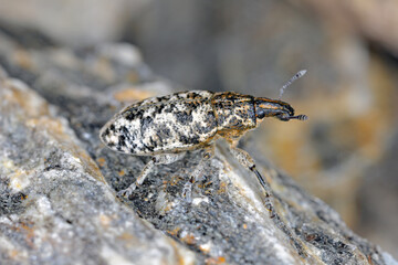 Cyphocleonus dealbatus is a species of true weevil of the family Curculionidae.
