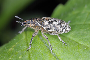 Cyphocleonus dealbatus is a species of true weevil of the family Curculionidae.