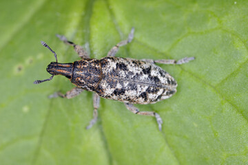 Cyphocleonus dealbatus is a species of true weevil of the family Curculionidae.