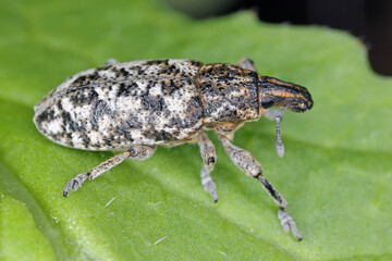 Cyphocleonus dealbatus is a species of true weevil of the family Curculionidae.