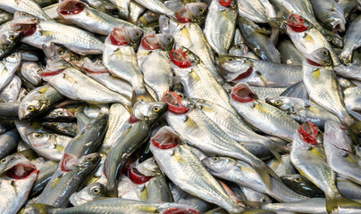 fresh bluefish  on display at the seafood counter