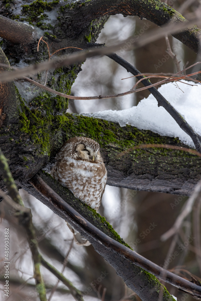 Wall mural tengmalm's owl (aegolius funereus).