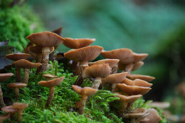mushrooms patch on a log in the forest
