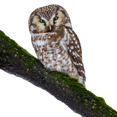 Tengmalm's Owl (Aegolius funereus).