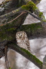 Tengmalm's Owl (Aegolius funereus).