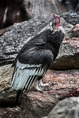 Portrait of andean condor on the stone. Latin name - Vultur gryphus