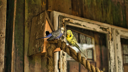 Budgies in decorative environment playing, eating and cuddling.