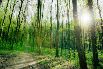 a spring forest trees. nature green wood sunlight backgrounds.