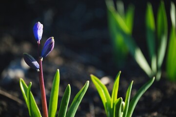 Spring primroses purple hyacinths, blue buds in sunlight