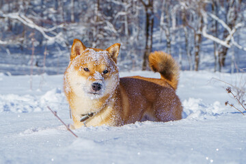 The Shiba Inu Japanese dog plays in the snow in winter.