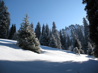 Forest in the mountains