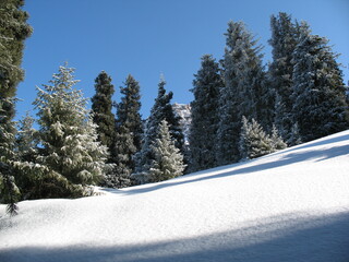 Forest in the mountains