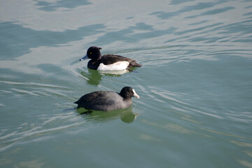 キンクロハジロとオオバン　琵琶湖の冬鳥