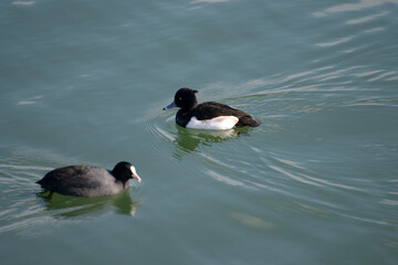 キンクロハジロとオオバン　琵琶湖の冬鳥