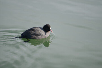 オオバン　琵琶湖の冬鳥
