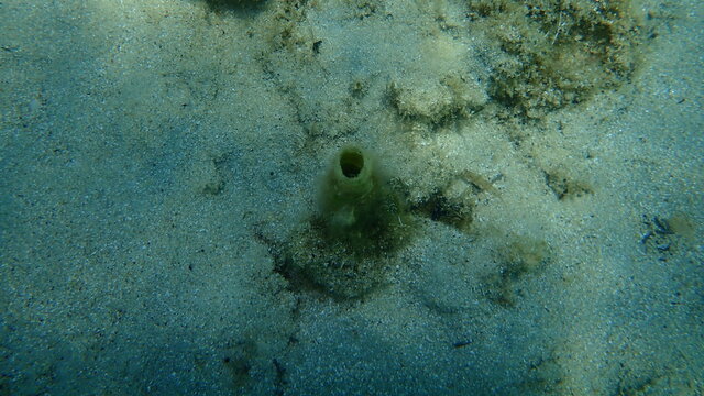 Closed polychaeta Peacock worm or peacock feather-duster worm (Sabella pavonina) undersea, Aegean Sea, Greece, Halkidiki