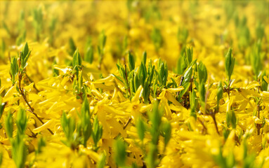  Flowering yellow Forsythia. Spring garden