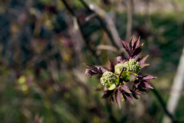 The bud and first leaves of black elderberry twig in springtime. Close-up side view of plant. Concept of beautiful new life. The variety of garden bush. Beautiful nature wallpaper. Soft focus. Art