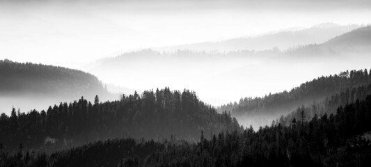 Amazing mystical rising fog forest trees landscape in black forest ( Schwarzwald ) Germany panorama...