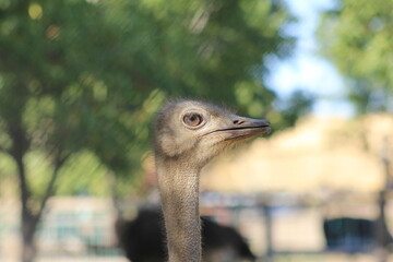 Ostrich Emu