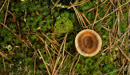 Top view healing chaga mushroom on old birch trunk close up. Trametes versicolor mushroom....