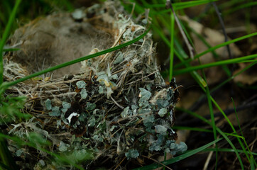 Nest is build by the birds. The birds use leaves,sticks,etc. to make the nest.It is one of the shelter for birds. Birds lay eggs in the nest. Each bird build different types of nest.